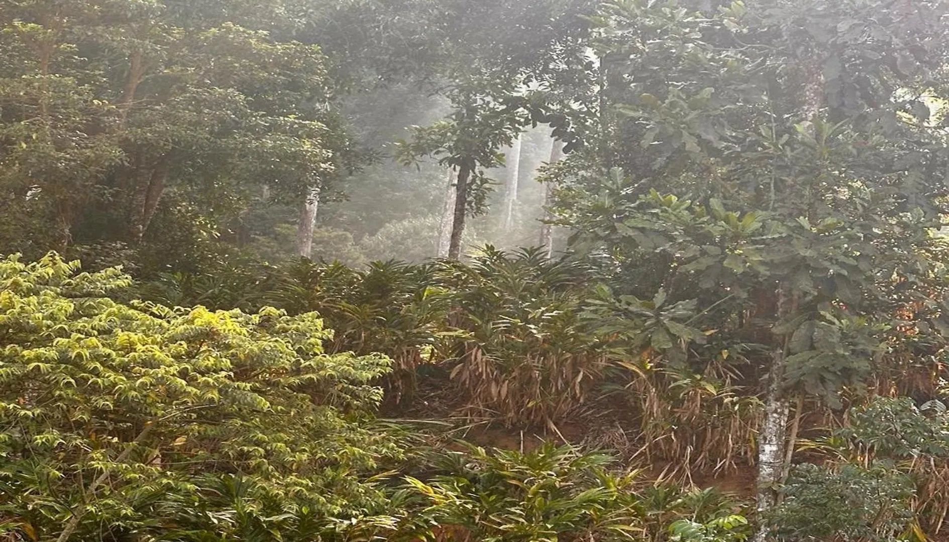 Falling Waters Munnar